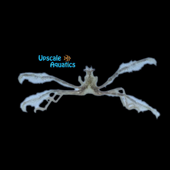 Orangutan Crab (Achaeus japonicus)