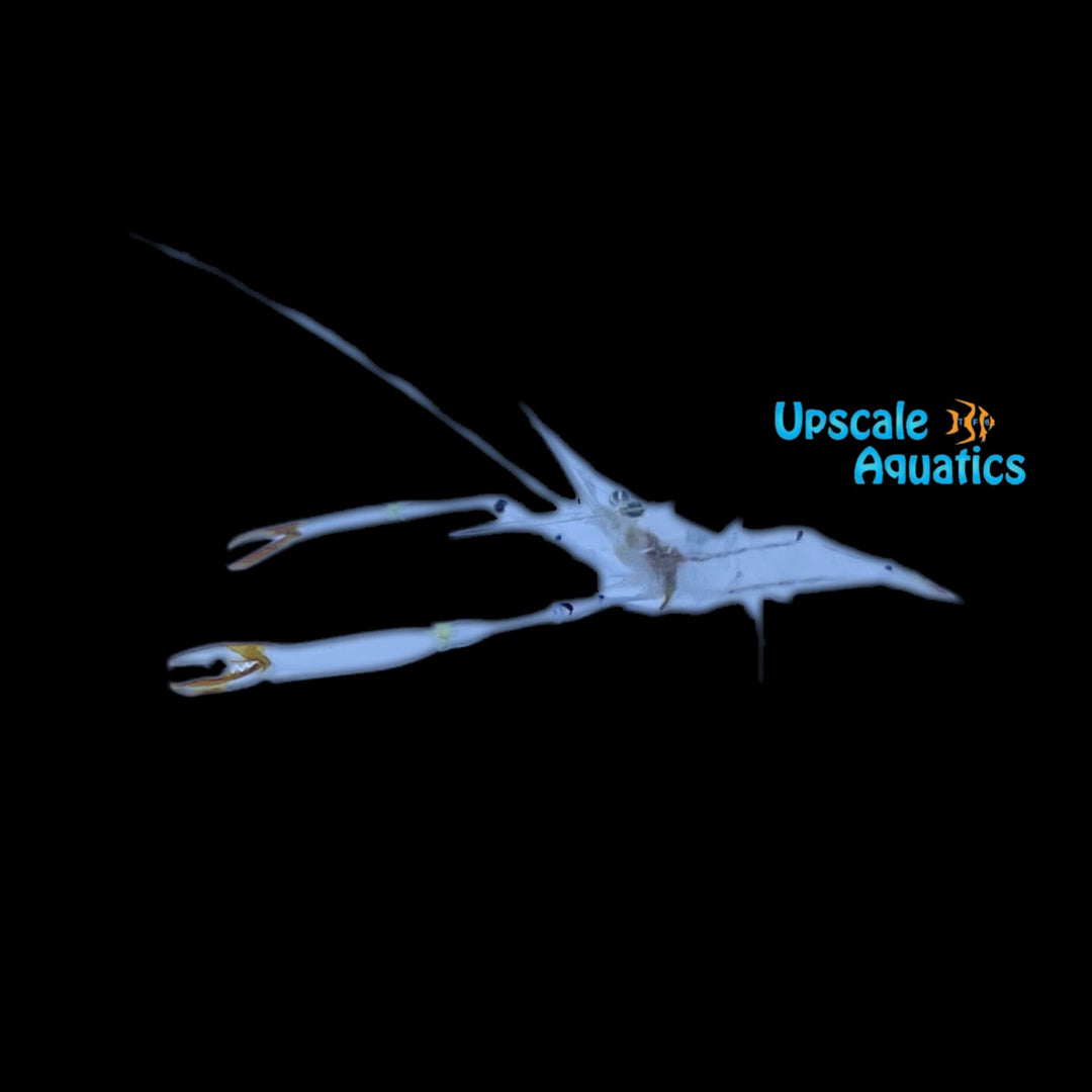 Red Claw Cuapetes Shrimp (Caupetes tenuipes)