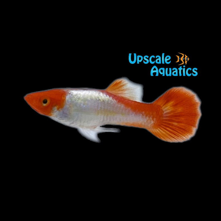 Koi Kohaku Guppy (Poecilia reticulata)