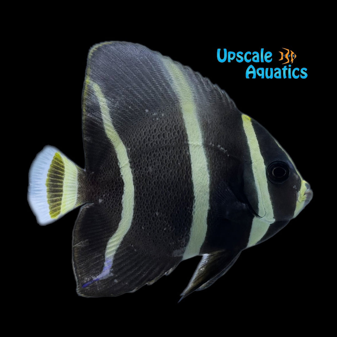 Gray (Black) Angelfish - Juvenile (Pomacanthus arcuatus)