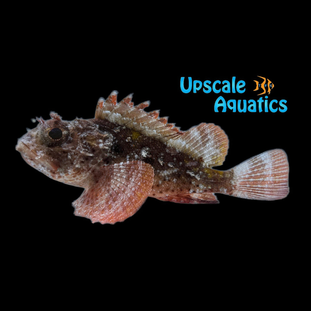 Plumed Scorpionfish (Scorpaena grandicornis)