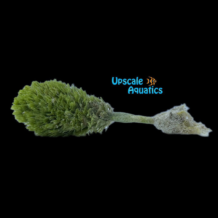 Pinecone Macroalgae (Rhipocephalus phoenix)