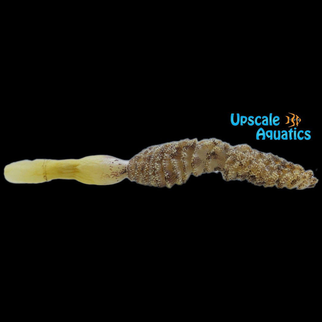 Sea Pen (Ptilosarcus gurneyi)