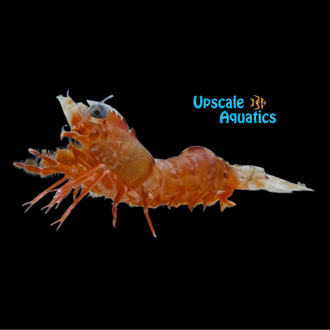 Big Eye Shrimp (Metapenaeopsis lamellata)