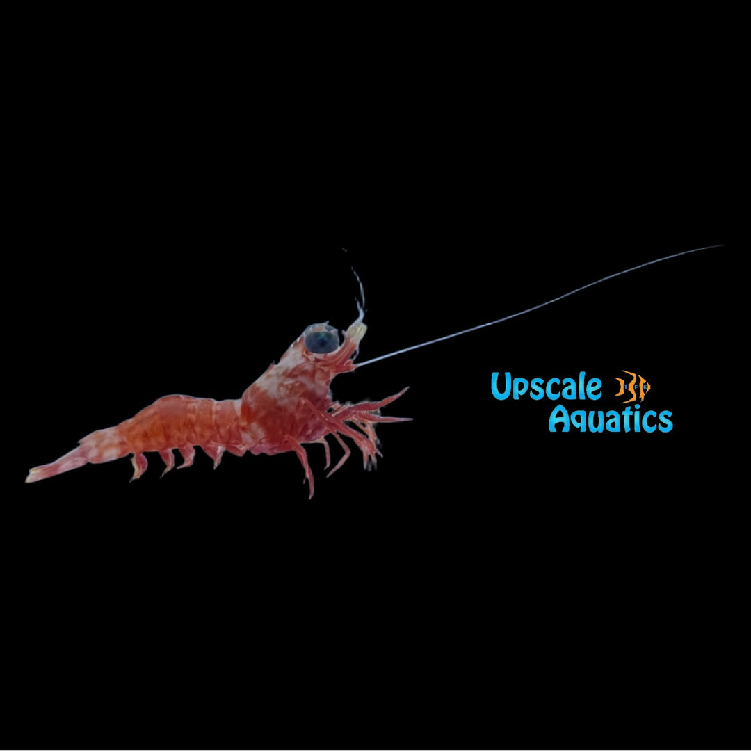 Big Eye Shrimp (Metapenaeopsis lamellata)