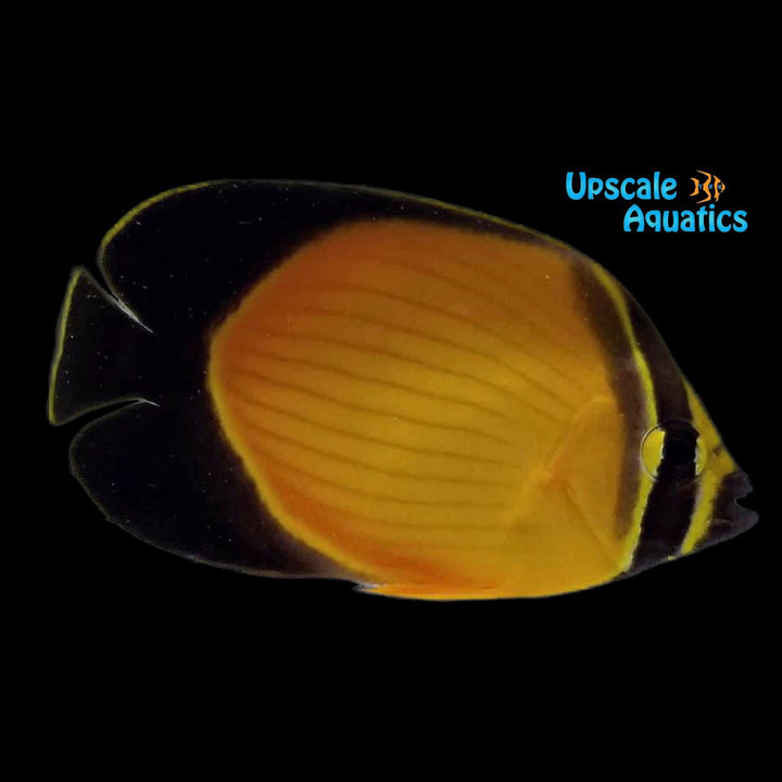 Arabian Butterflyfish (Chaetodon melapterus)