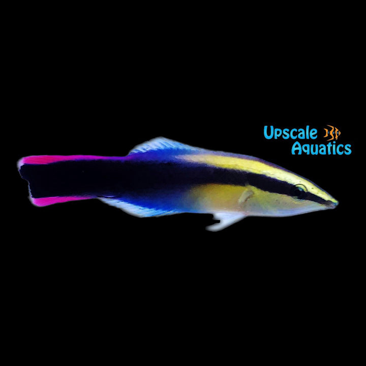 Hawaiian Cleaner Wrasse (Labroides phthirophagus)