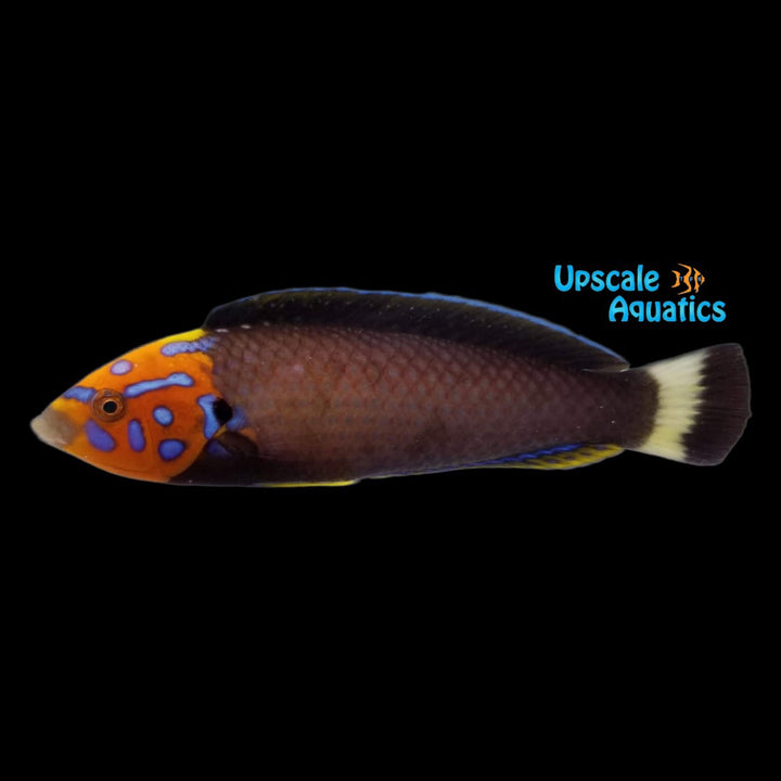 Redtail Tamarin Wrasse (Anampses chrysocephalus)