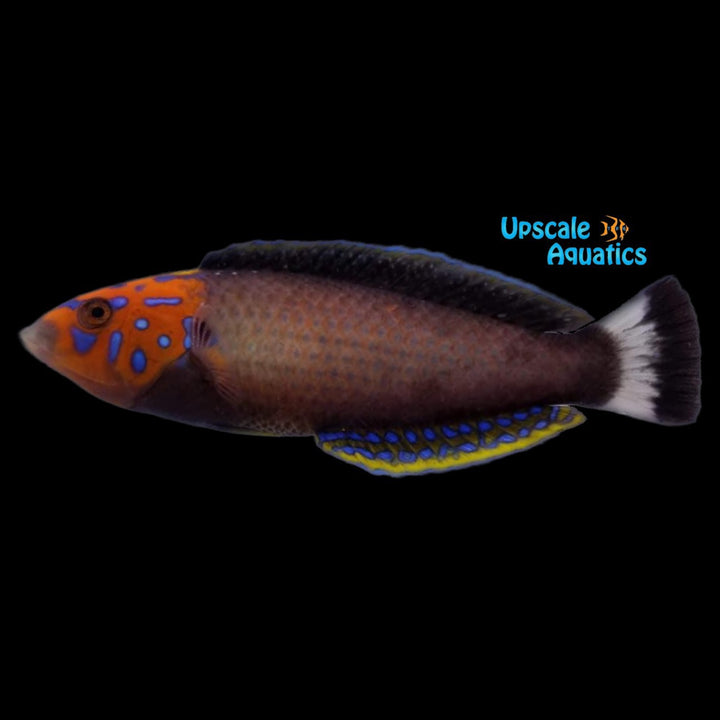 Redtail Tamarin Wrasse (Anampses chrysocephalus)