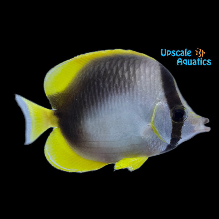 Somali Butterflyfish (Chaetodon leucopleura)