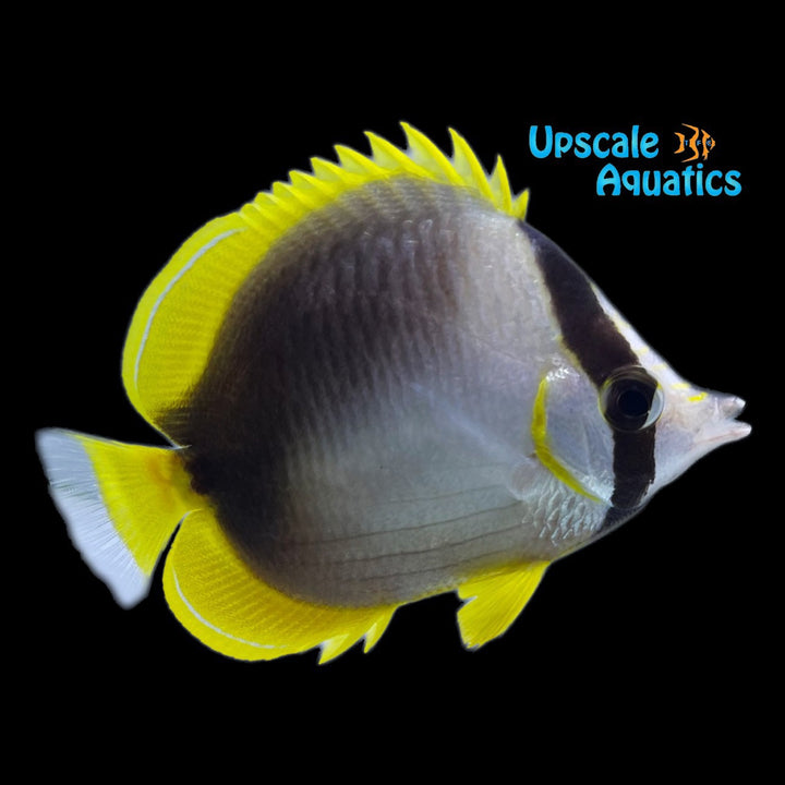 Somali Butterflyfish (Chaetodon leucopleura)