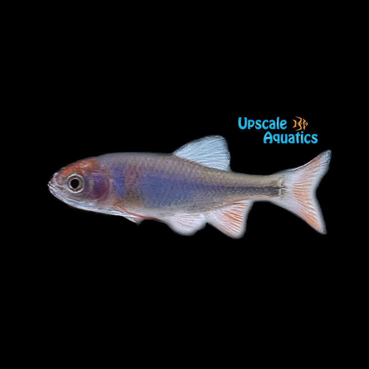 Rainbow Dace (Cyprinella lutrensis)