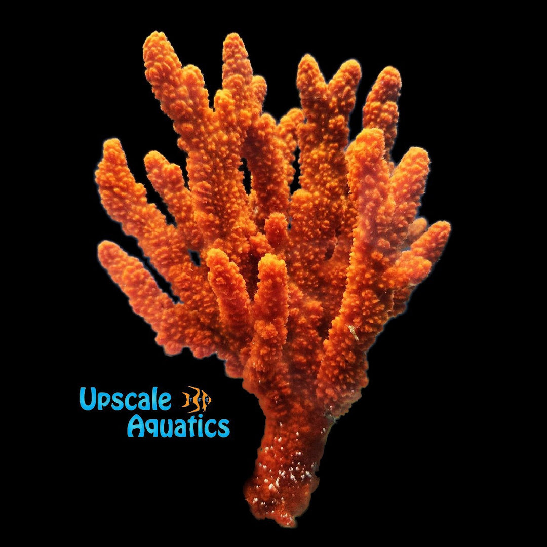 Orange Tree Sponge (Ptilocaulis sp.)