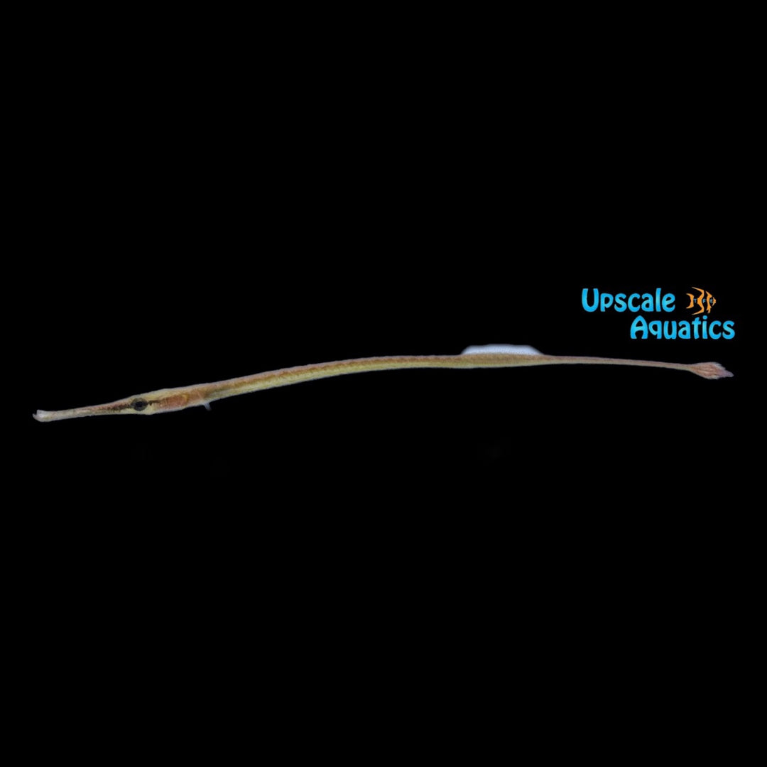 Longmouth Freshwater Pipefish (Microphis heterosoma)