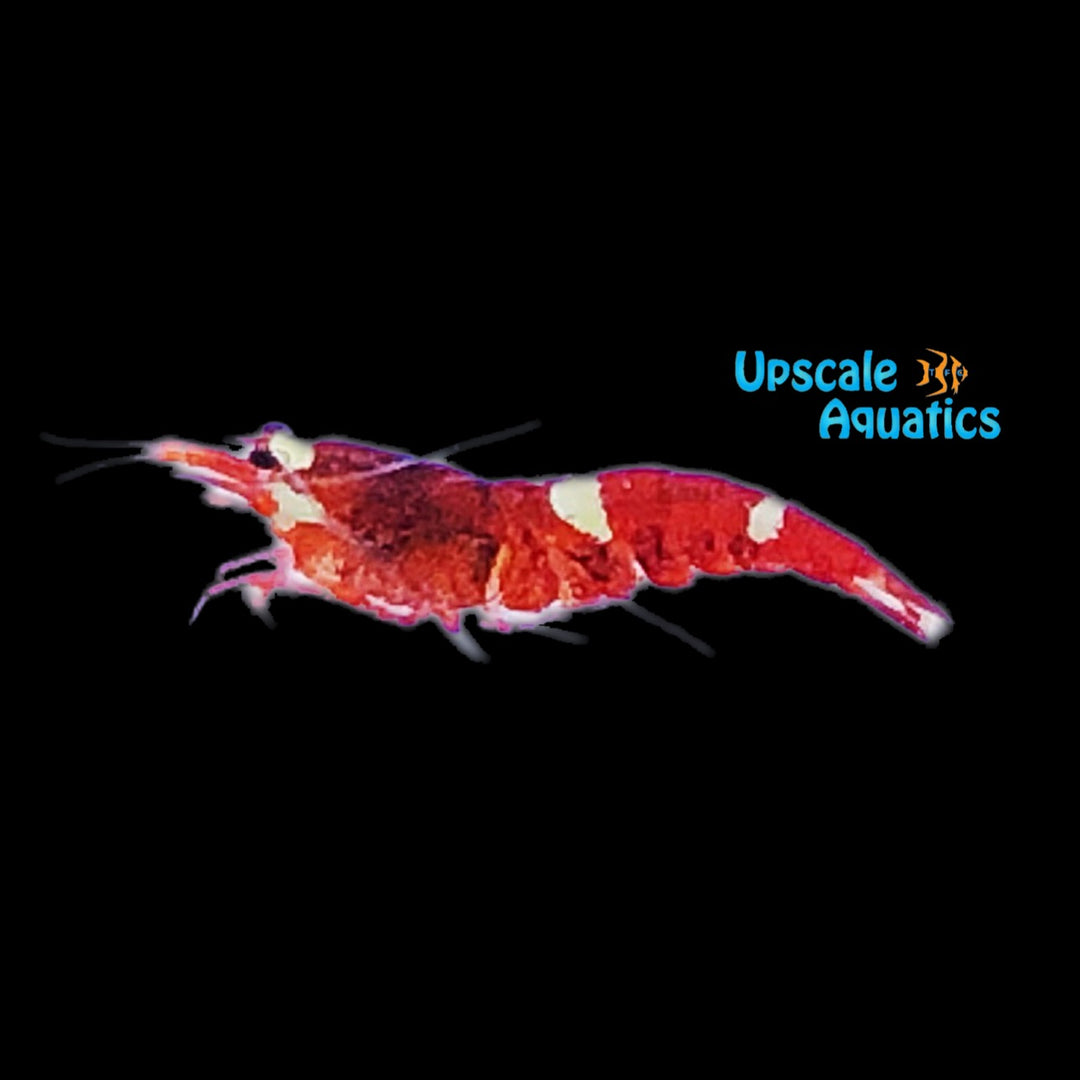 Super Red Crystal Shrimp (Caridina cantonensis red)