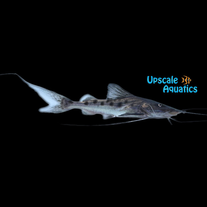 True Piraiba Catfish (Brachyplatystoma filamentosum)