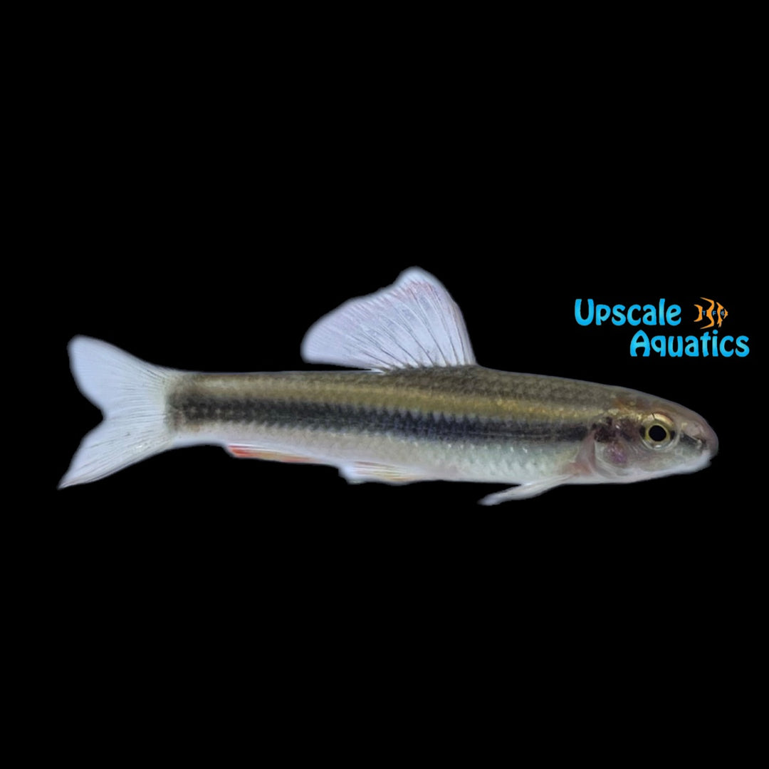 Chinese Neon Golden Stripe Shark (Sarcocheilichthys parvus)