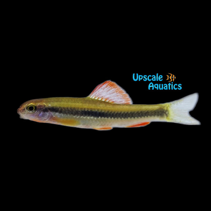 Chinese Neon Golden Stripe Shark (Sarcocheilichthys parvus)