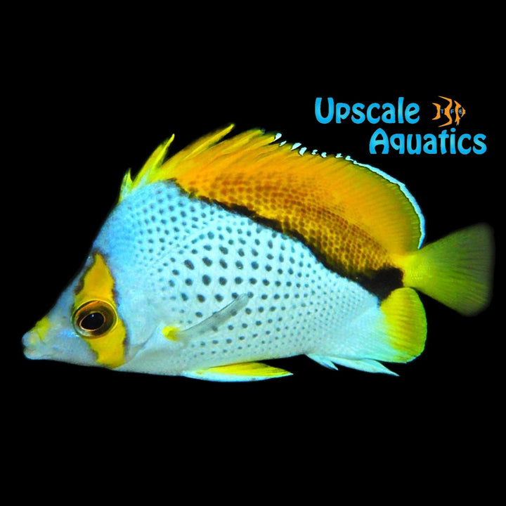 Declivis Butterflyfish (Chaetodon declivis)