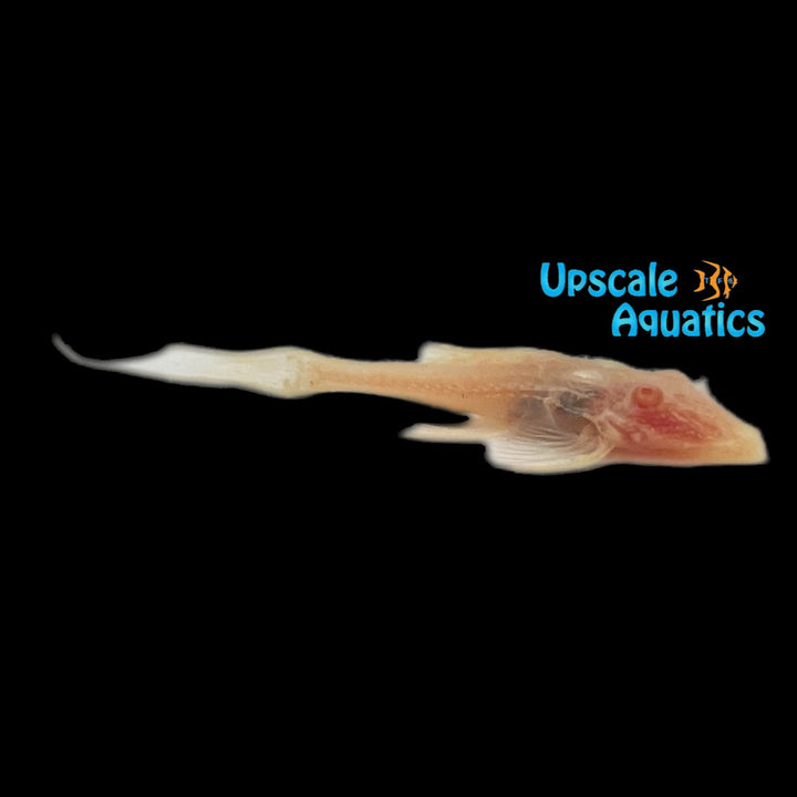 Albino Adonis Pleco L155 (Acanthicus adonis)