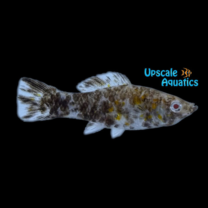 Albino Chocolate Dalmatian Sailfin Molly (Poecilia latipinna)