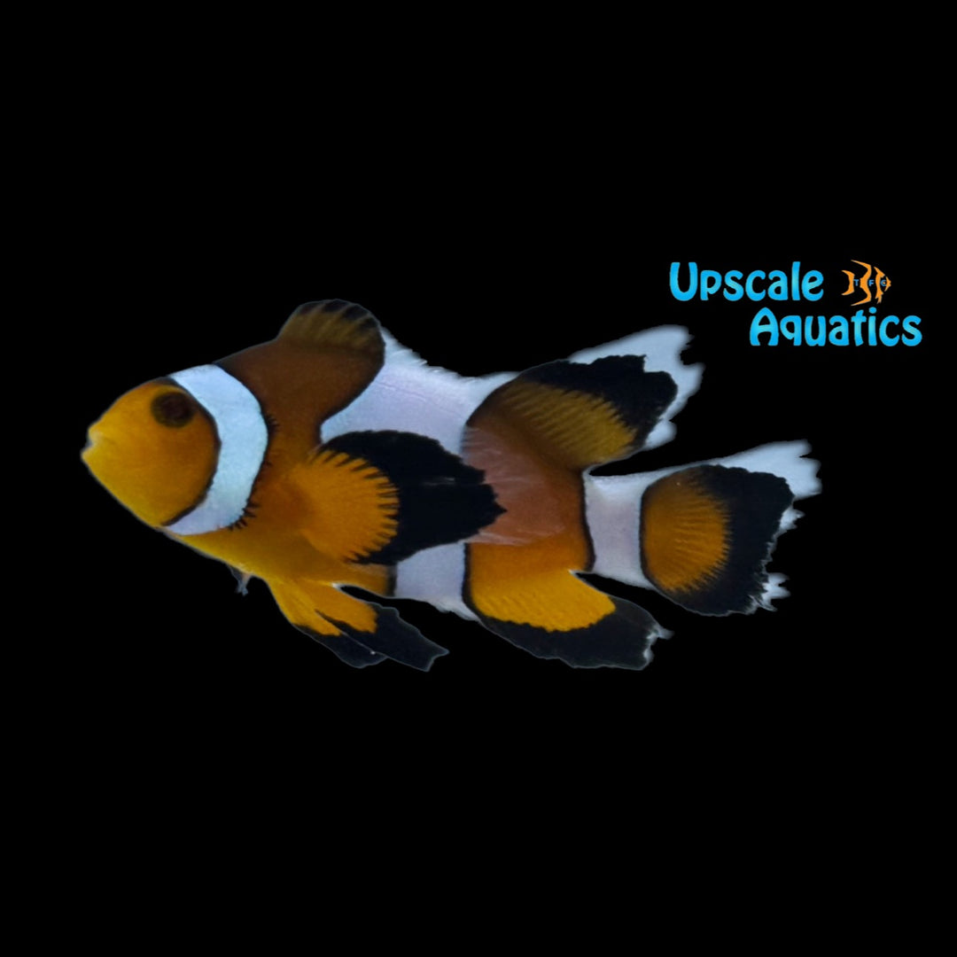 Vivid Fancy Roundtail Longfin Clownfish (Amphiprion ocellaris)