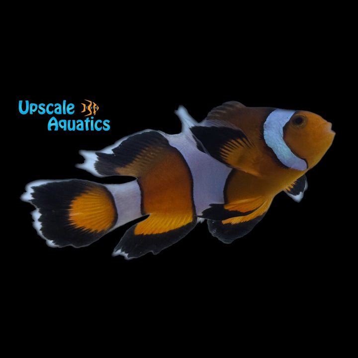 Vivid Fancy Roundtail Longfin Clownfish (Amphiprion ocellaris)