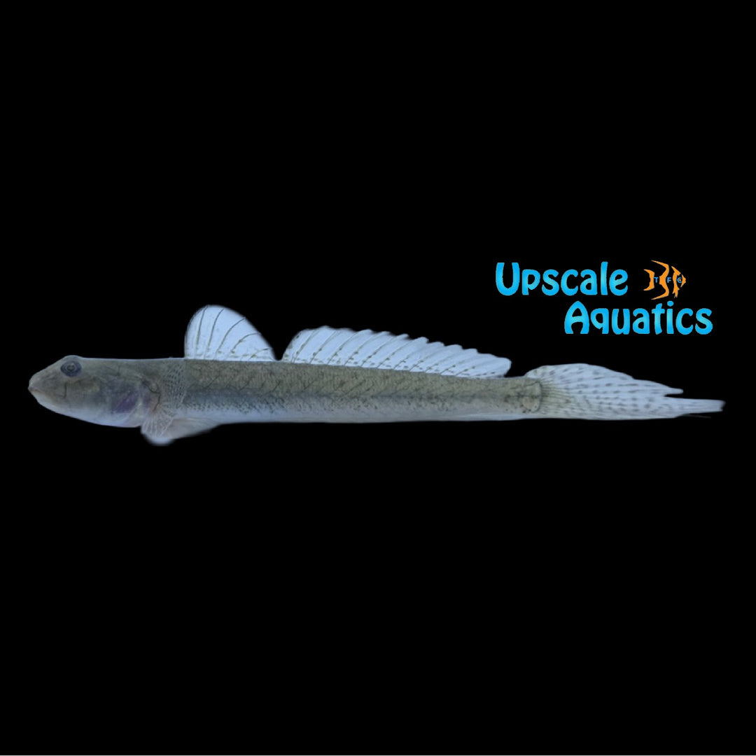 Palmtail Goby (Gobionellus microdon)