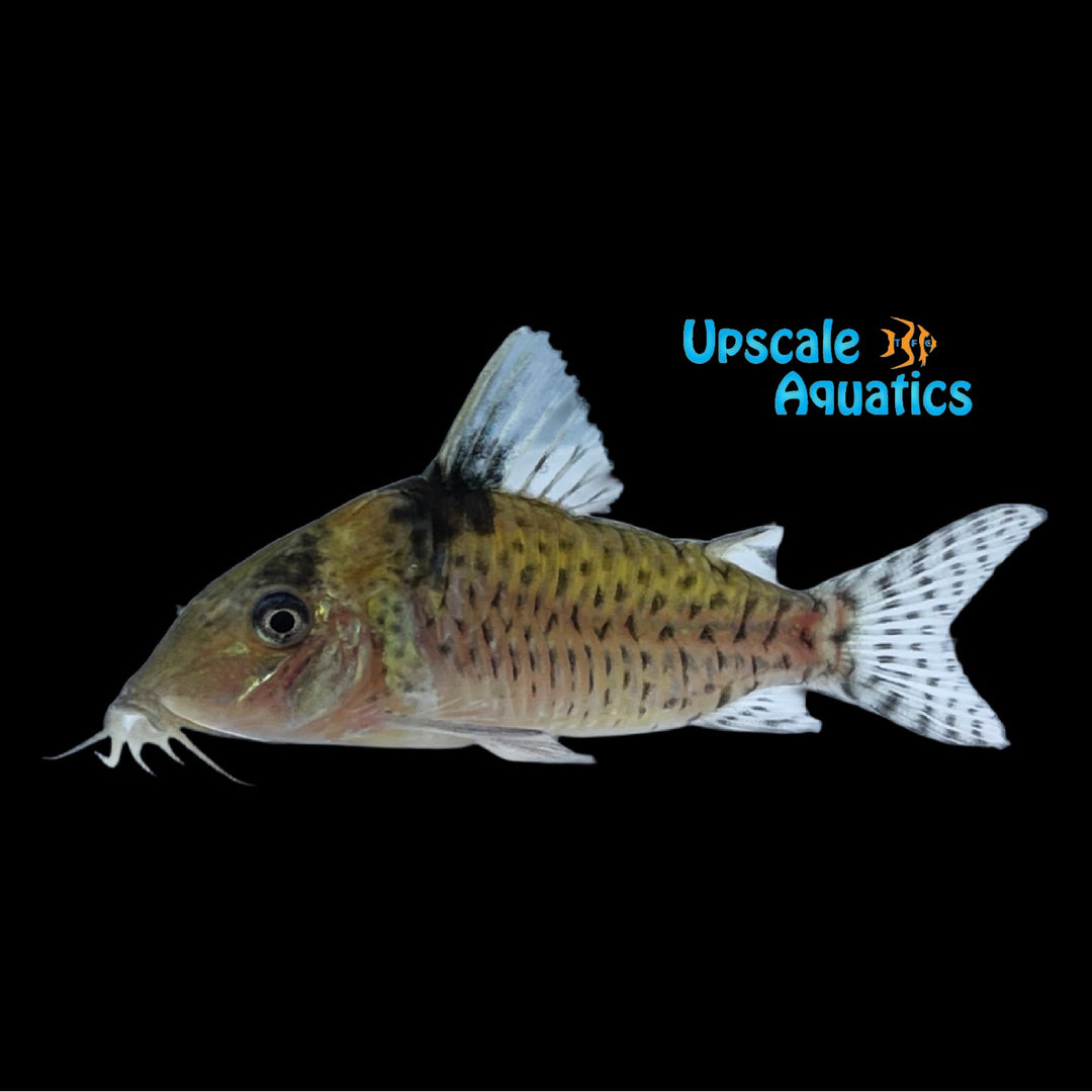 Leucomelas Cory (Corydoras leucomelas)