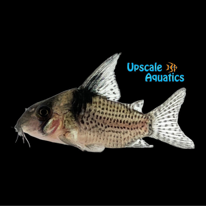 Spotted Cory (Corydoras brevirostris)