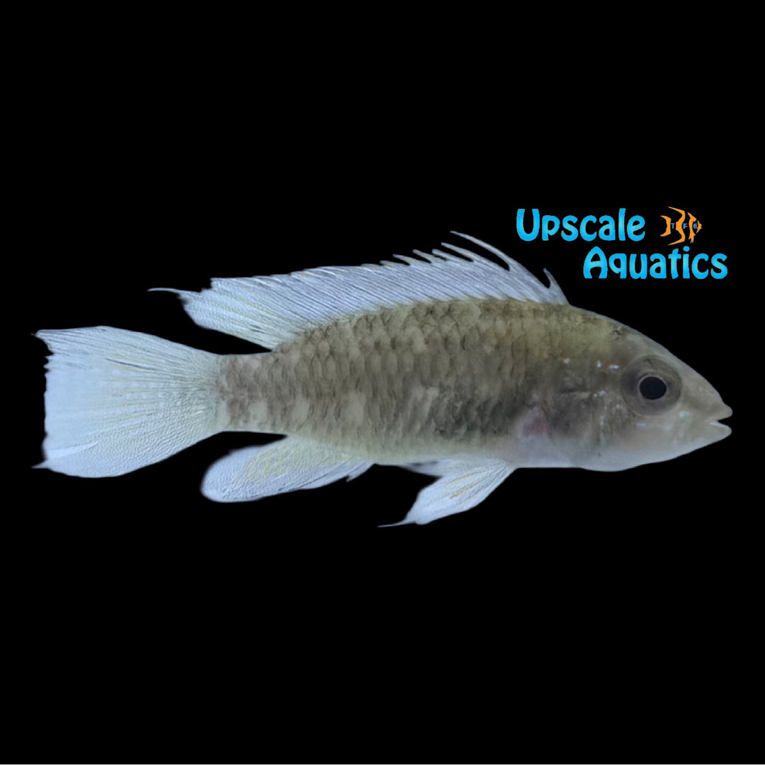 Apistogramma Arua