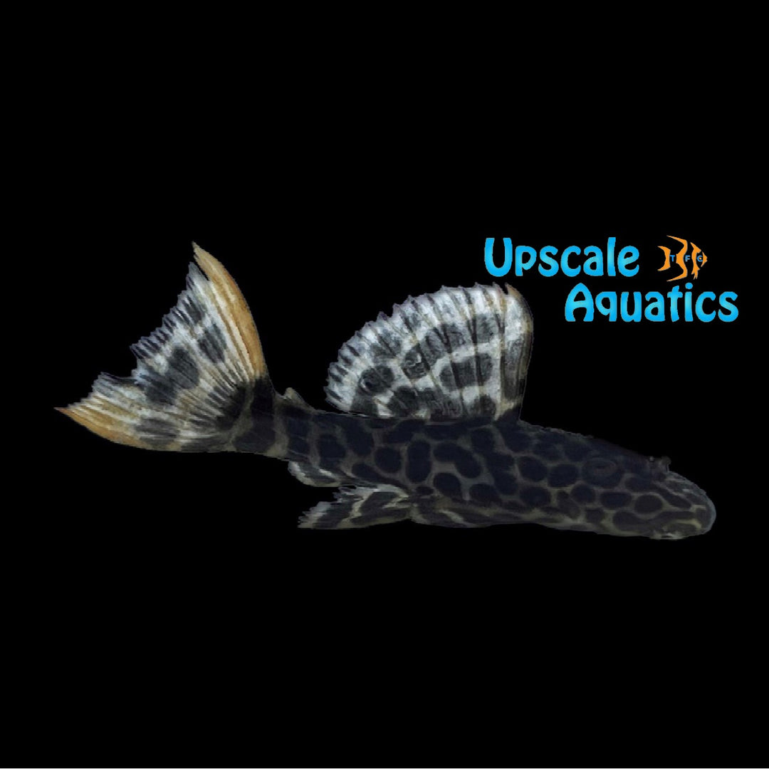 Demini Leopard Cactus Pleco L114 (Pseudacanthicus cf. leopardus L114)