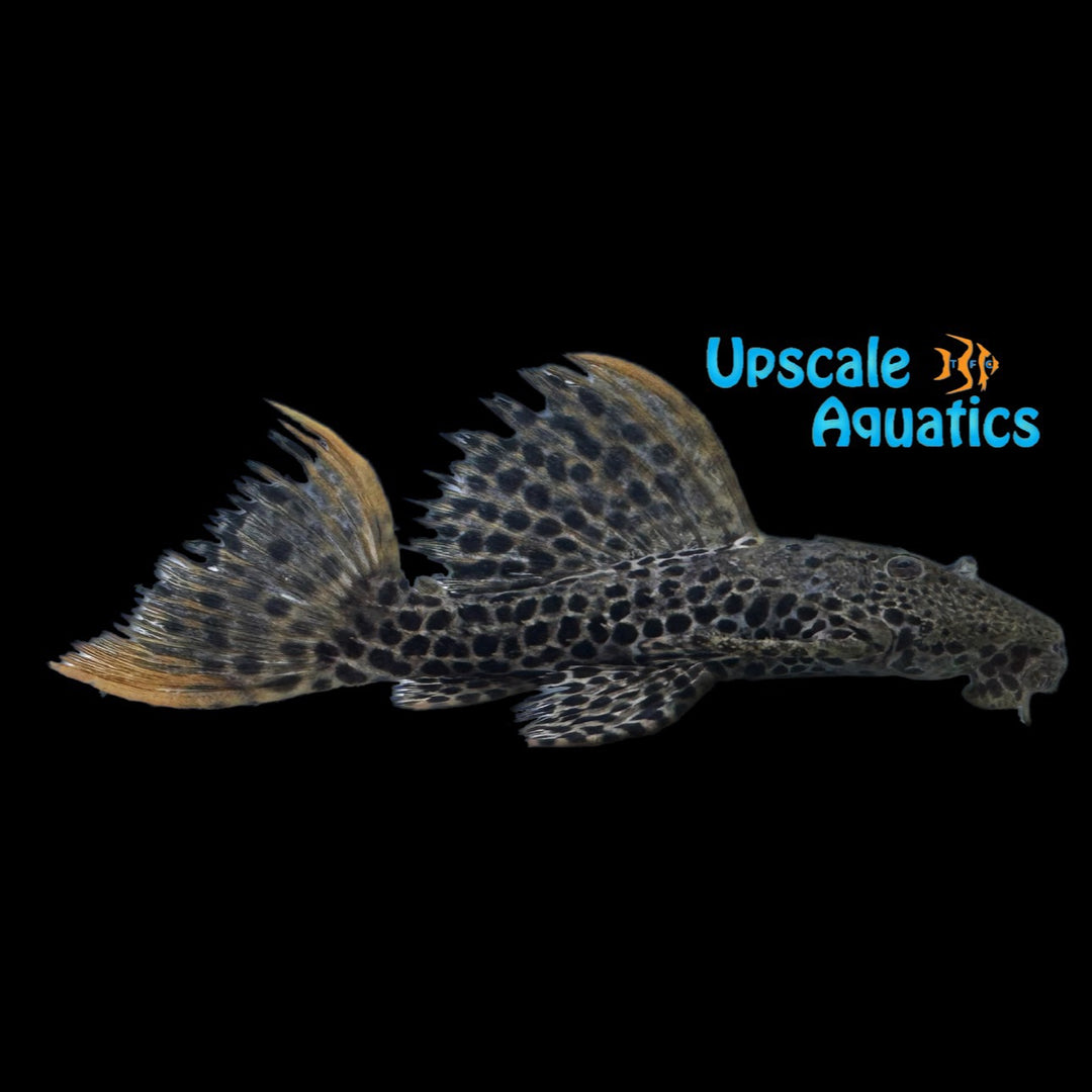 Demini Leopard Cactus Pleco L114 (Pseudacanthicus cf. leopardus L114)