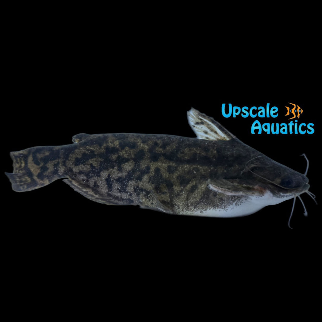 Fisher's Wood Catfish (Trachelyopterus fisheri)