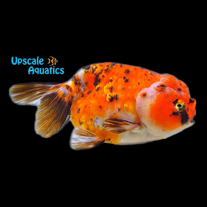 Assorted Lionhead Ranchu Goldfish (Carassius auratus)