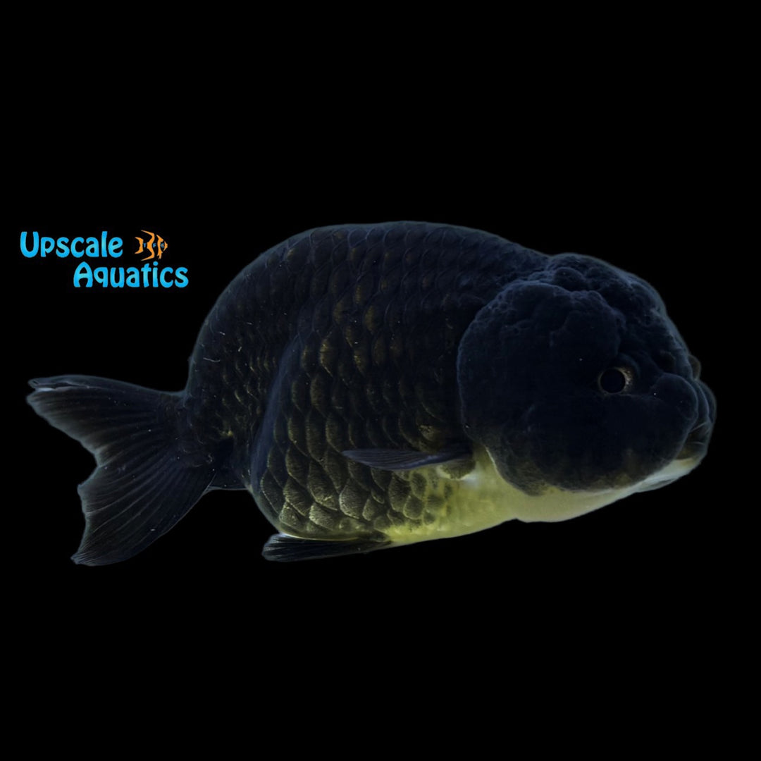 Assorted Lionhead Ranchu Goldfish (Carassius auratus)