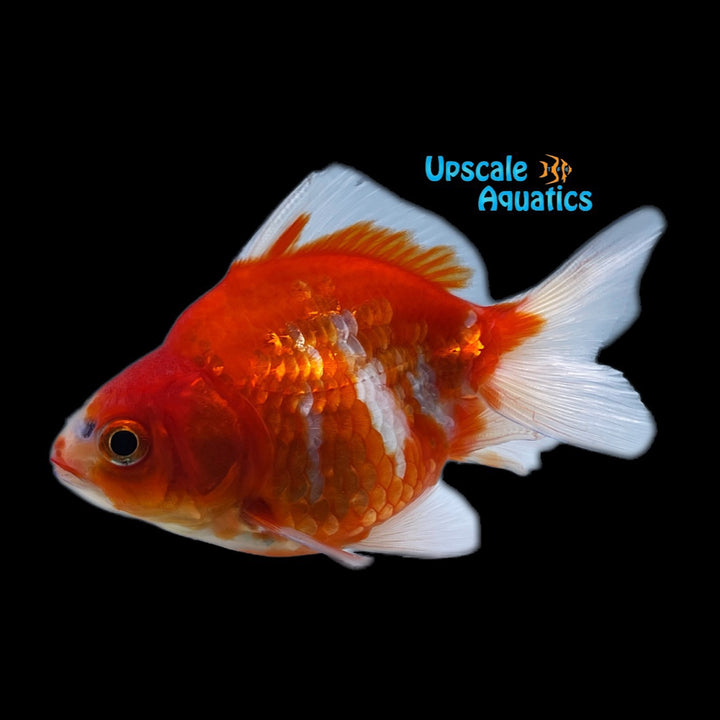 Assorted Ryukin Goldfish (Carassius auratus)