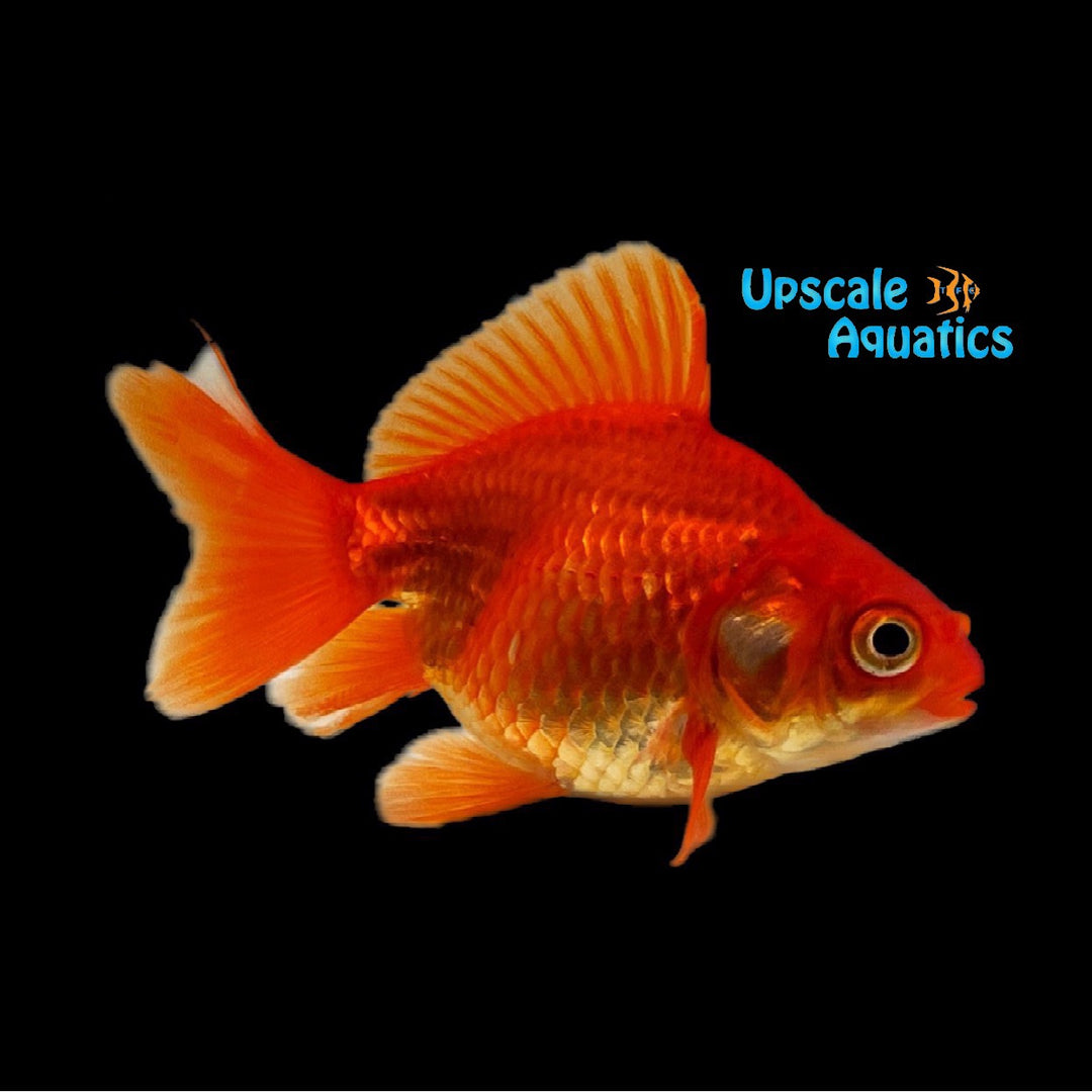 Assorted Ryukin Goldfish (Carassius auratus)