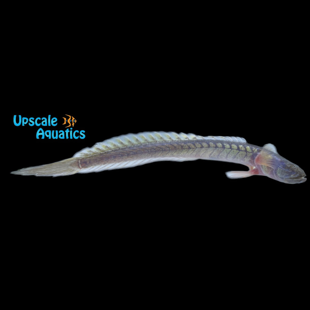 Violet Goby Range