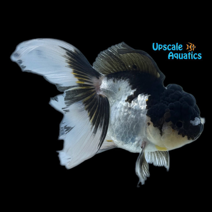 Panda Oranda Goldfish (Carassius auratus)