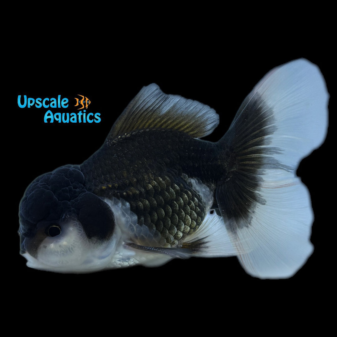 Panda Oranda Goldfish (Carassius auratus)