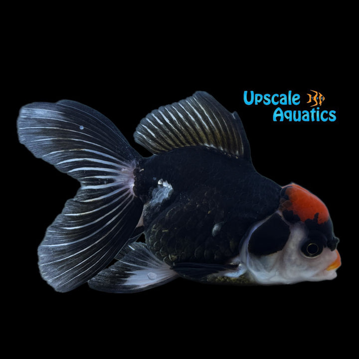 Tricolor Oranda Goldfish (Carassius auratus)