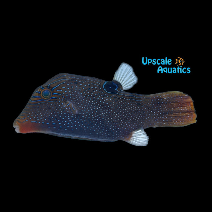 Papuan Toby Puffer (Canthigaster papua)