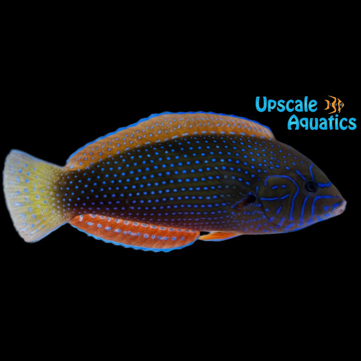 Blue Spotted Tamarin Wrasse (Anampses caeruleopunctatus)