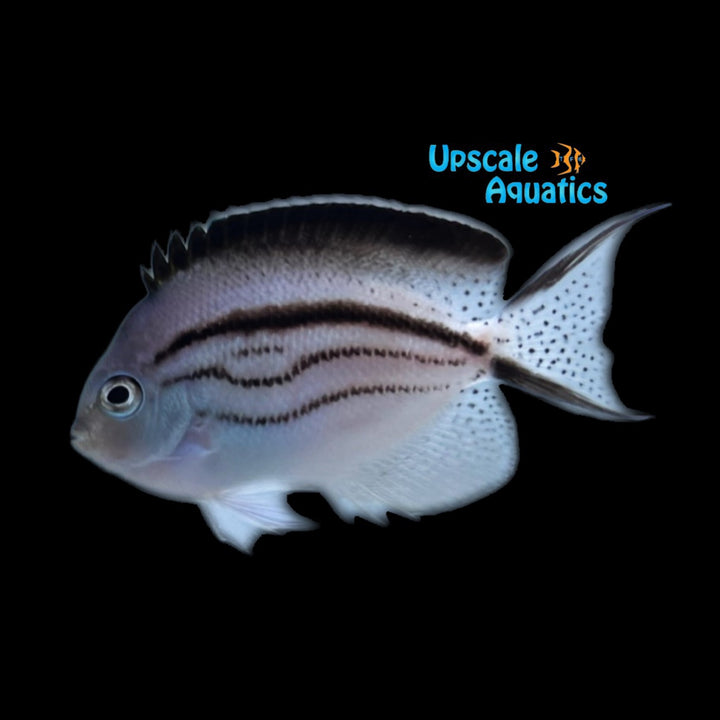 Lamarck's Angelfish (Genicanthus lamarck)