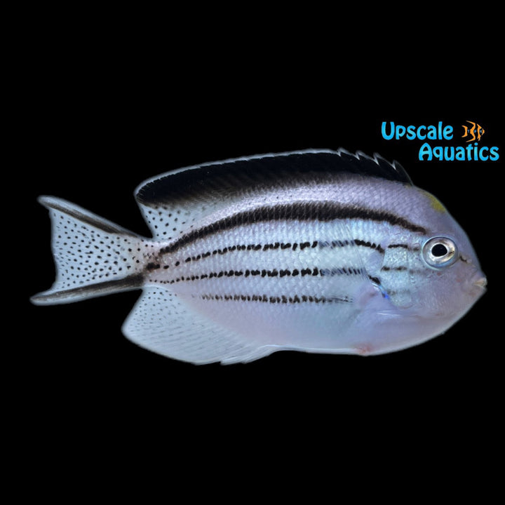 Lamarck's Angelfish (Genicanthus lamarck)