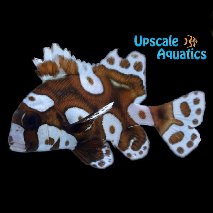 Harlequin Sweetlips (Plectorhinchus chaetodonoides)