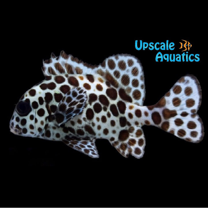 Harlequin Sweetlips (Plectorhinchus chaetodonoides)