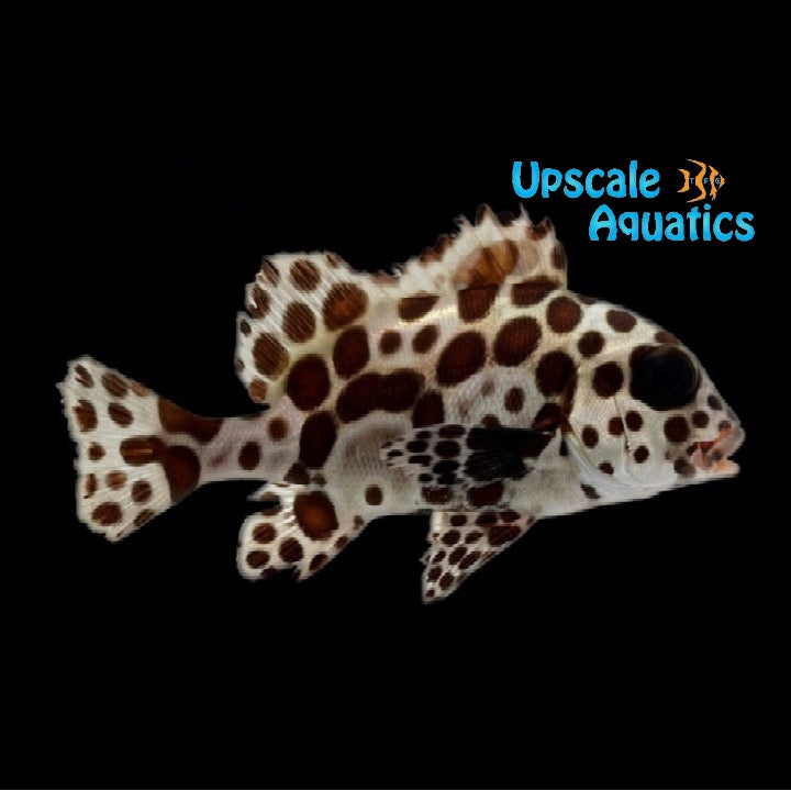 Harlequin Sweetlips (Plectorhinchus chaetodonoides)