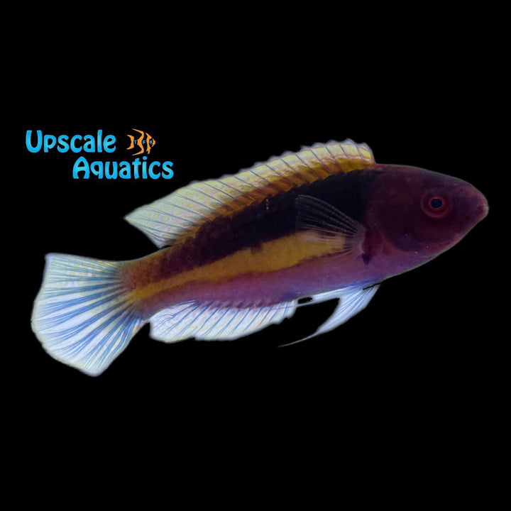 Velvet Multicolor Fairy Wrasse (Cirrhilabrus luteovittatus)